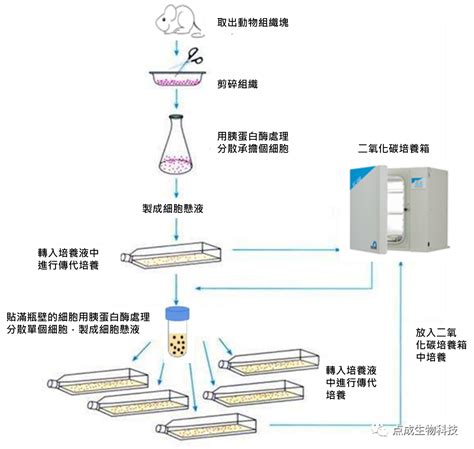 紫背萬年青滲透實驗|【實驗】細胞膜小組GO：）